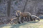 spring-foxes-2011-500